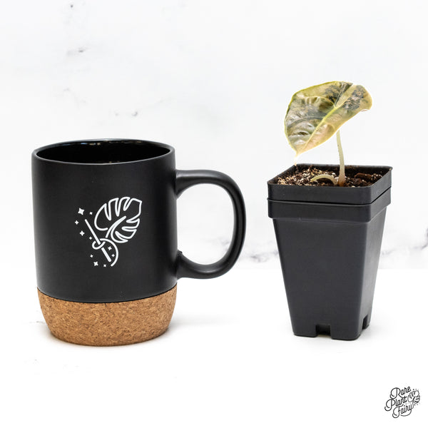 Alocasia Azlanii Aurea Variegated (wk45-K)