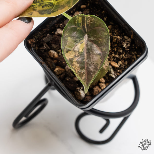 Alocasia Azlanii Aurea Variegated (wk4-Q)