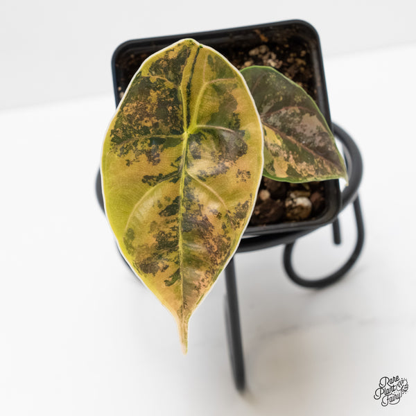 Alocasia Azlanii Aurea Variegated (wk4-Q)