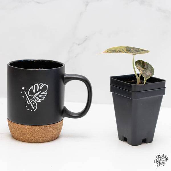 Alocasia Azlanii Aurea Variegated (wk4-Q)