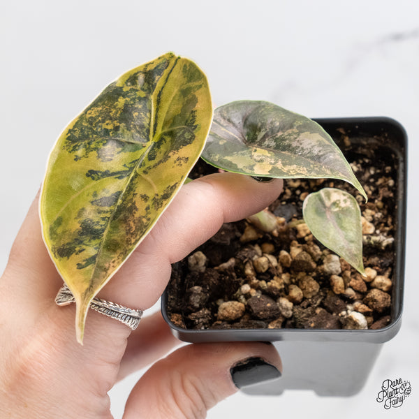 Alocasia Azlanii Aurea Variegated (wk4-Q)