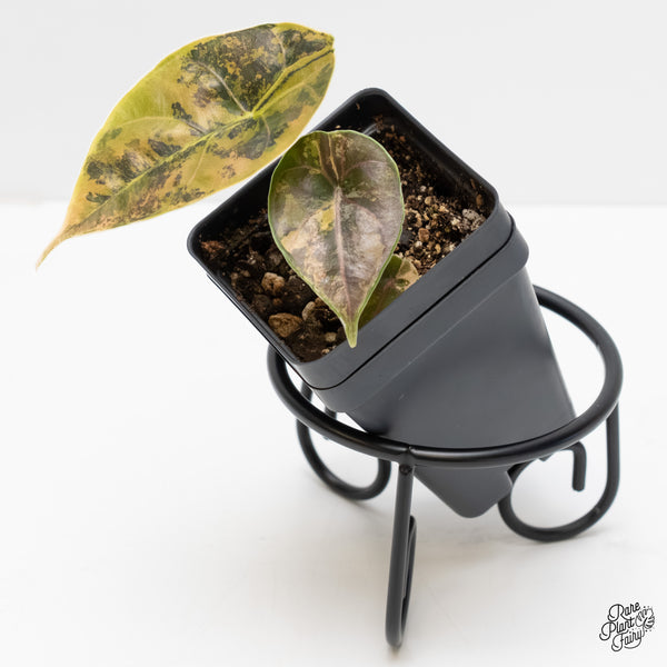 Alocasia Azlanii Aurea Variegated (wk4-Q)