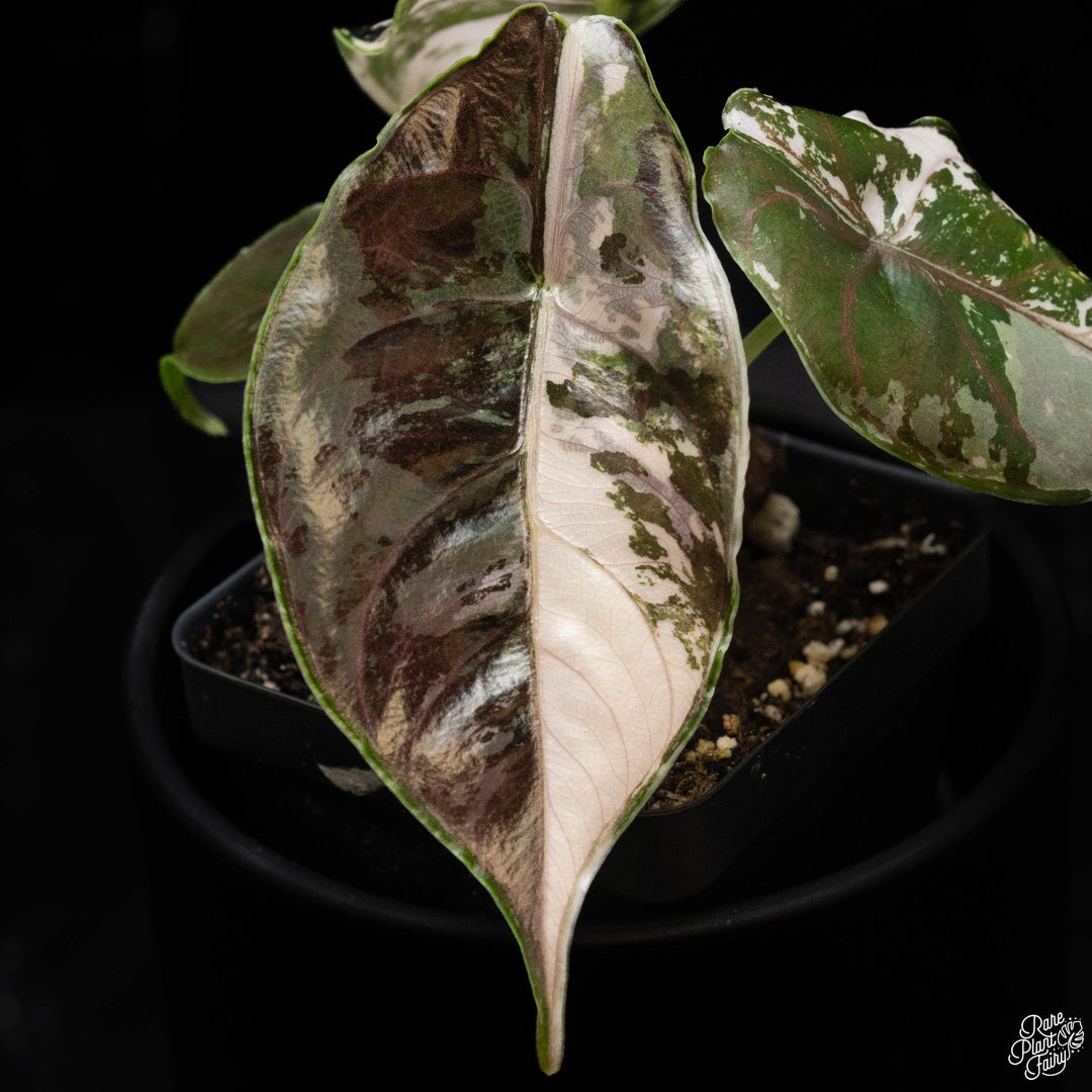 On Sale – Rare Plant Fairy