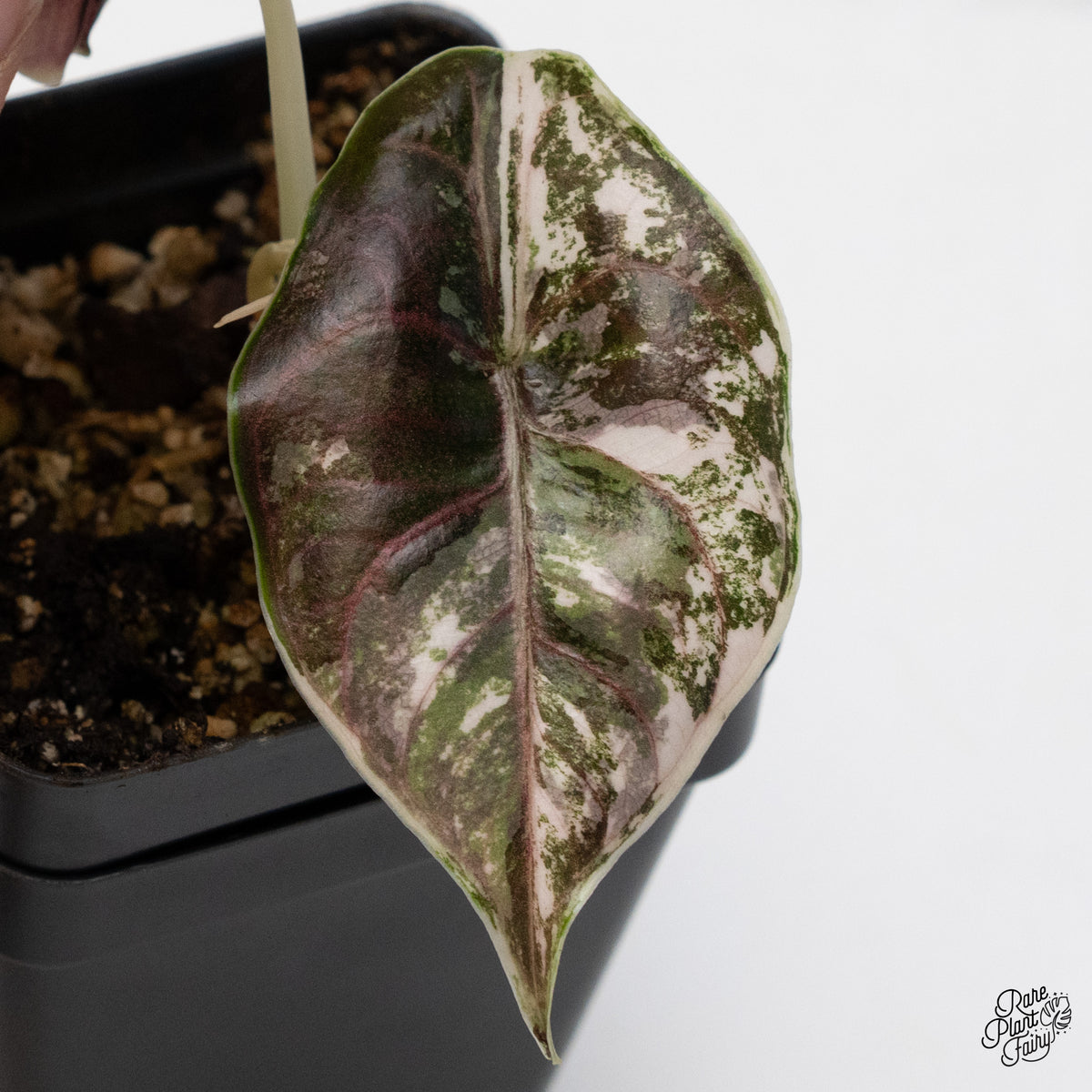 Alocasia Azlanii Pink Variegated (wk41-S) – Rare Plant Fairy