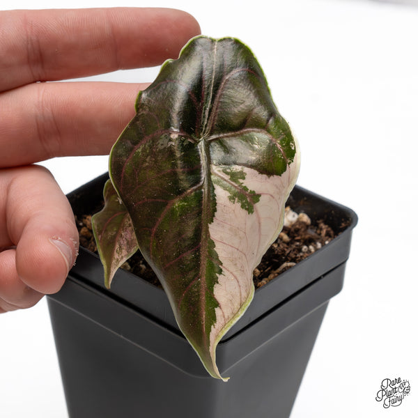 Alocasia Azlanii Pink Variegated (wk43-K)