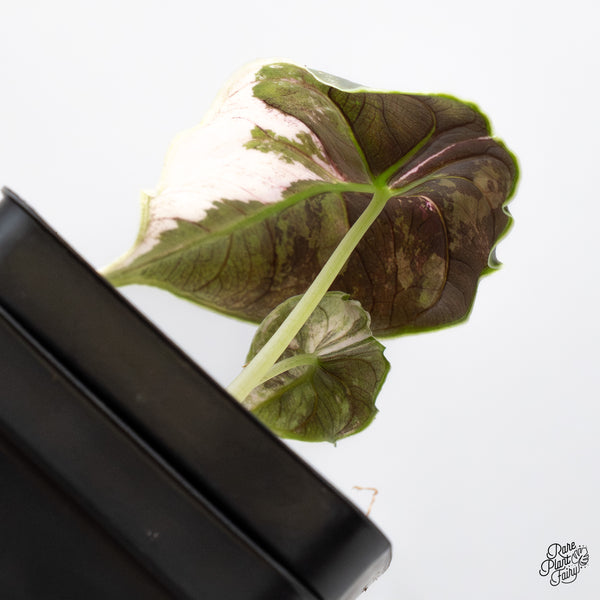 Alocasia Azlanii Pink Variegated (wk43-K)