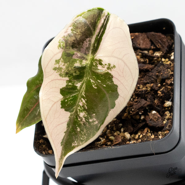 Alocasia 'Azlanii' Pink Variegated (wk49-G)