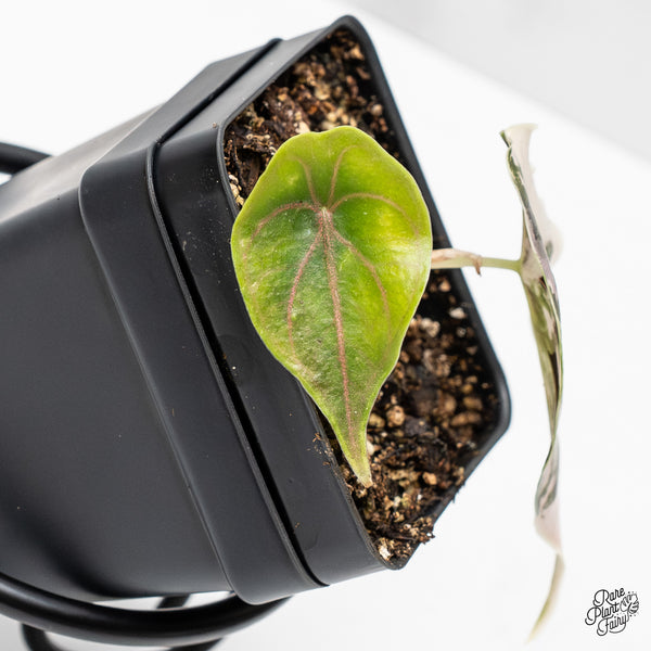 Alocasia 'Azlanii' Pink Variegated (wk51-I)