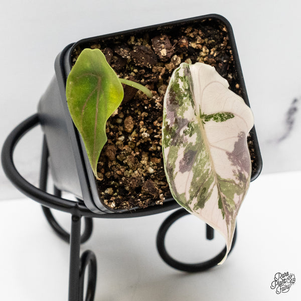 Alocasia 'Azlanii' Pink Variegated (wk51-I)