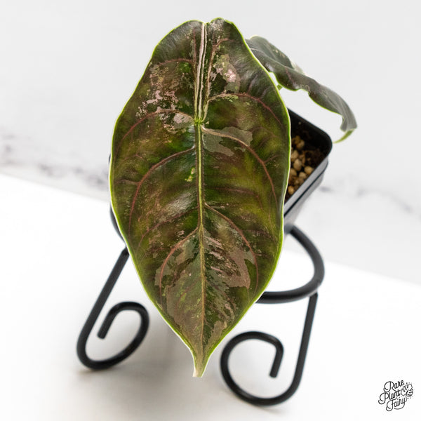 Alocasia 'Azlanii' Pink Variegated (wk52-J)