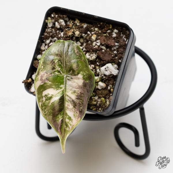 Alocasia 'Azlanii' Pink Variegated (wk5-I)