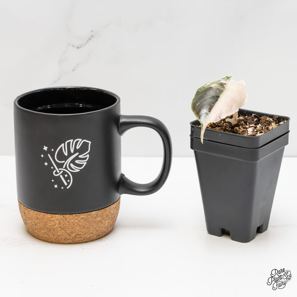 Alocasia 'Azlanii' Pink Variegated (wk6-G)