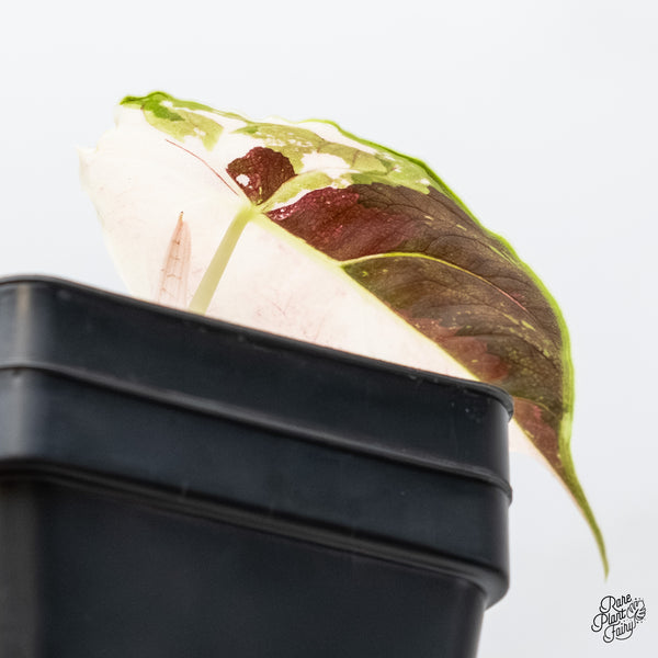 Alocasia 'Azlanii' Pink Variegated (wk6-G)