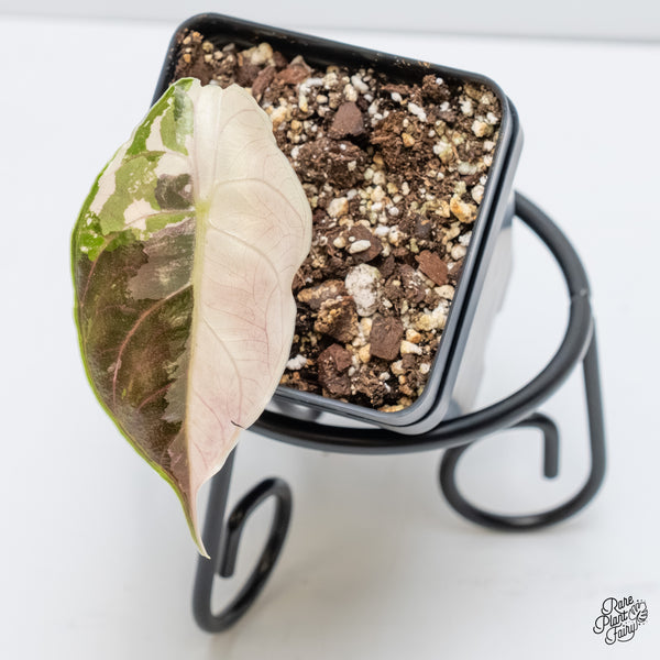 Alocasia 'Azlanii' Pink Variegated (wk6-G)