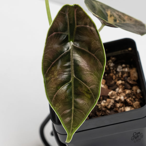 Alocasia Azlanii Aurea Variegated (wk6-N)