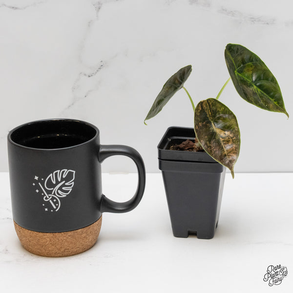 Alocasia Azlanii Aurea Variegated (wk6-N)