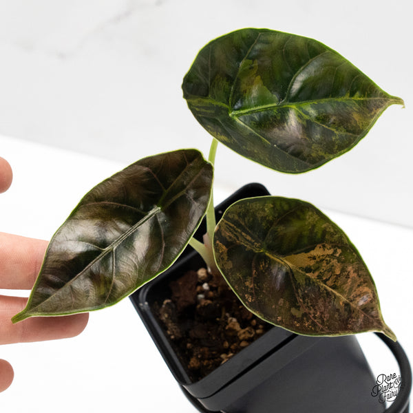 Alocasia Azlanii Aurea Variegated (wk6-N)