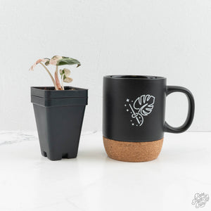 Alocasia 'Balloon Heart' Pink Variegated (wk14-Q)