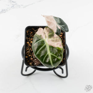 Alocasia 'Balloon Heart' Pink Variegated (wk14-Q)