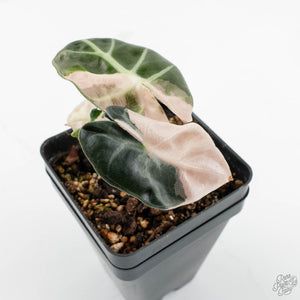 Alocasia 'Balloon Heart' Pink Variegated (wk14-Q)