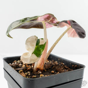 Alocasia 'Balloon Heart' Pink Variegated (wk14-Q)
