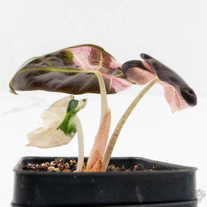 Alocasia 'Balloon Heart' Pink Variegated (wk14-Q)