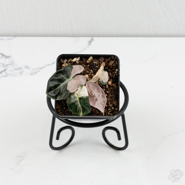 Alocasia 'Balloon Heart' Pink Variegated (wk8-A)