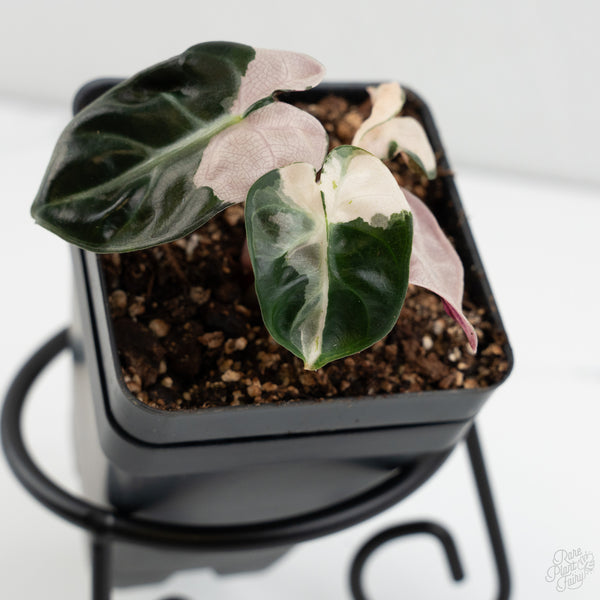 Alocasia 'Balloon Heart' Pink Variegated (wk8-A)