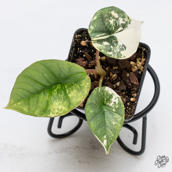 Alocasia Bisma 'Platinum' Albo Variegated (wk44-V)