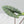 Alocasia 'Bisma Platinum' Aurea Variegated - Corming Size (wk41-L75)