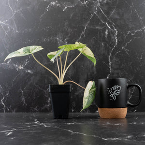Alocasia 'Bisma Platinum' Albo Variegated (wk39-L304)