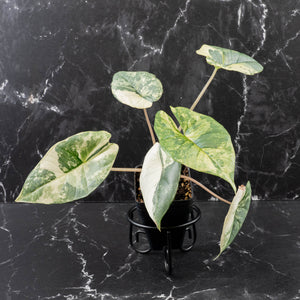 Alocasia 'Bisma Platinum' Albo Variegated (wk39-L304)