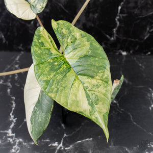 Alocasia 'Bisma Platinum' Albo Variegated (wk39-L304)