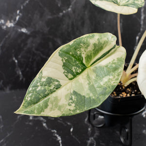 Alocasia 'Bisma Platinum' Albo Variegated (wk39-L304)