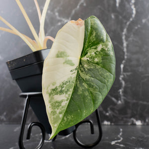 Alocasia 'Bisma Platinum' Albo Variegated (wk39-L304)
