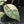 Alocasia 'Bisma Platinum' Albo Variegated (wk39-L304)