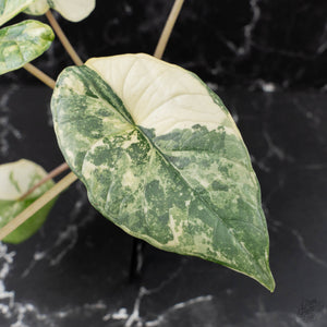 Alocasia 'Bisma Platinum' Albo Variegated (wk39-L304)