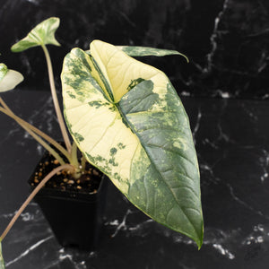 Alocasia 'Bisma Platinum' Albo Variegated (wk39-L304)
