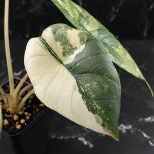 Alocasia 'Bisma Platinum' Albo Variegated (wk39-L304)
