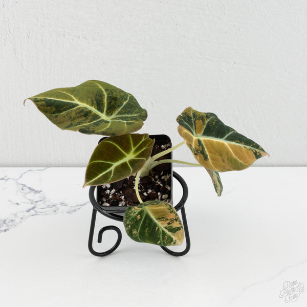 Alocasia 'Black Velvet' Aurea Gold Variegated (wk8-N)