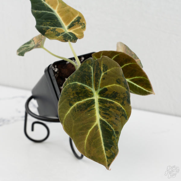 Alocasia 'Black Velvet' Aurea Gold Variegated (wk8-N)