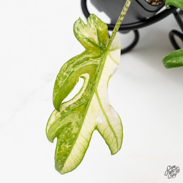 Alocasia Brancifolia Albo Variegated (wk49-UJ)