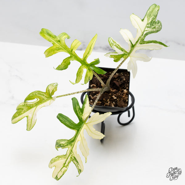 Alocasia Brancifolia Albo Variegated (wk49-UJ)