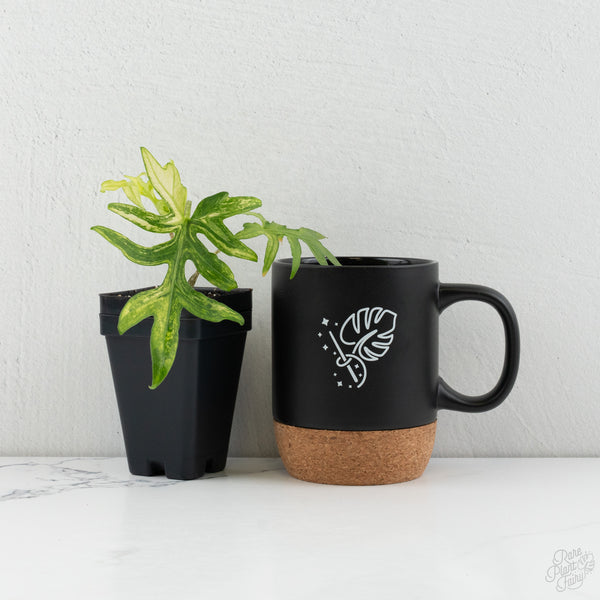 Alocasia Brancifolia Albo Variegated (wk8-UK)