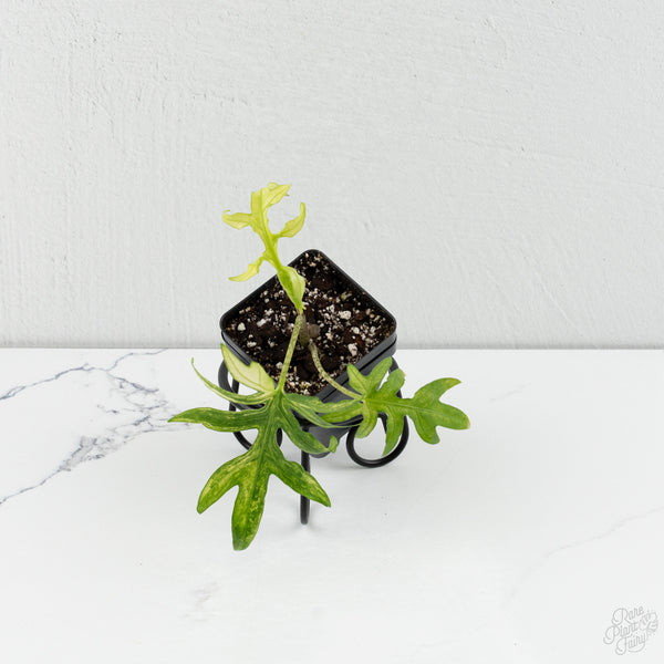 Alocasia Brancifolia Albo Variegated (wk8-UK)