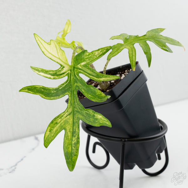 Alocasia Brancifolia Albo Variegated (wk8-UK)