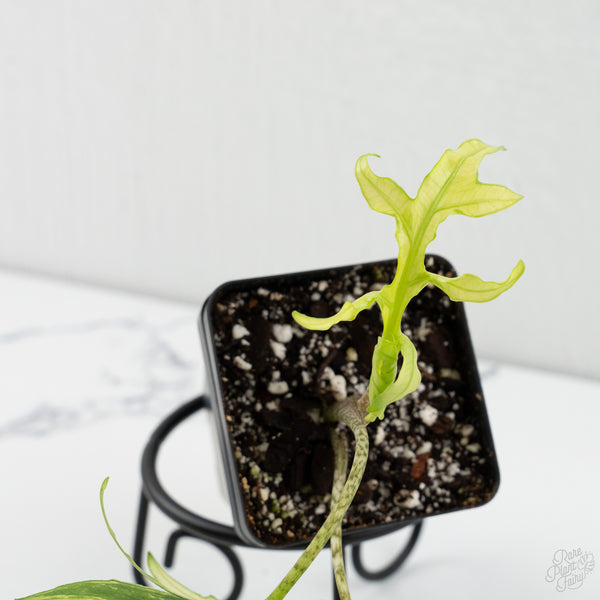 Alocasia Brancifolia Albo Variegated (wk8-UK)