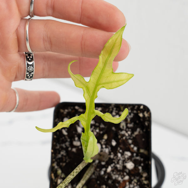 Alocasia Brancifolia Albo Variegated (wk8-UK)