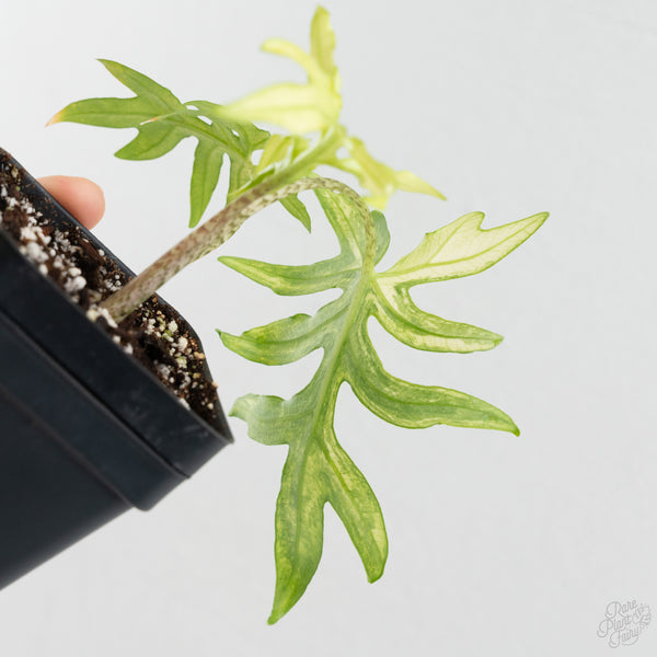 Alocasia Brancifolia Albo Variegated (wk8-UK)