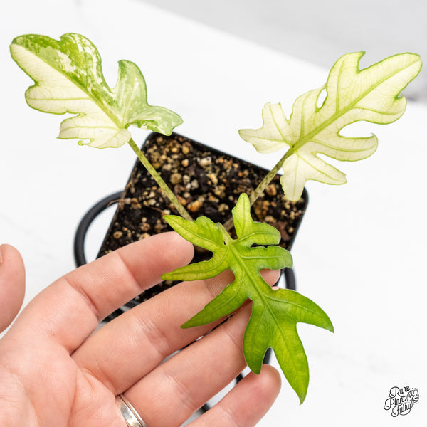 Alocasia Brancifolia Albo Variegated (wk48-UW)